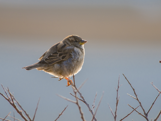 Finding Joy in the Little Things: A Lesson from the Sparrow